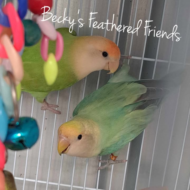 Available Lovebirds