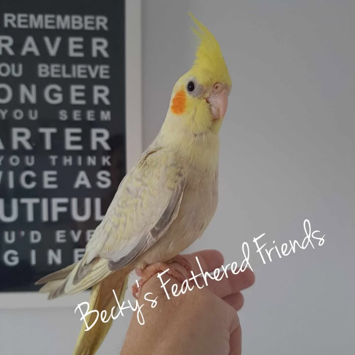 Available Cockatiels