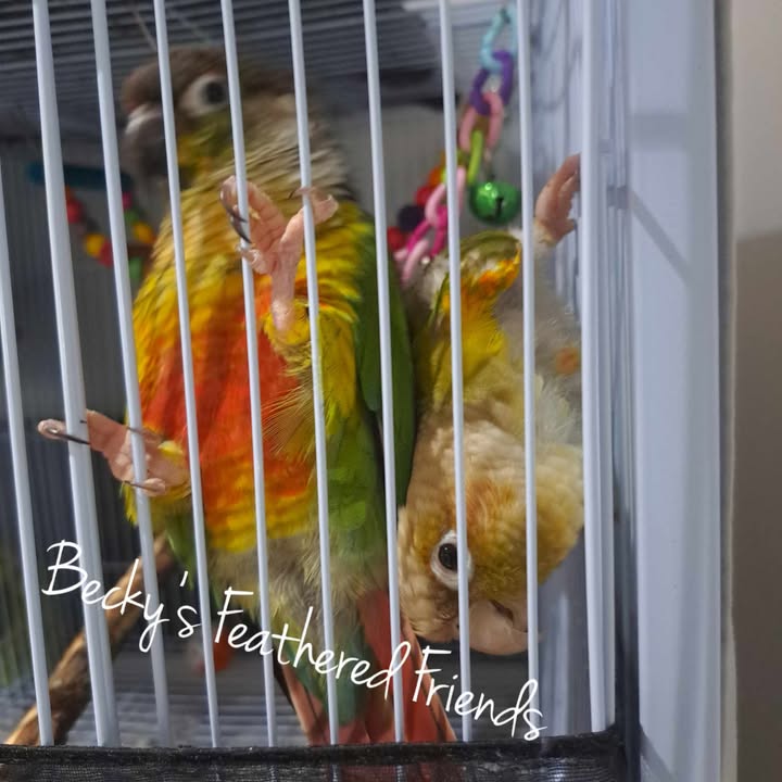 Available Green Cheek Conures