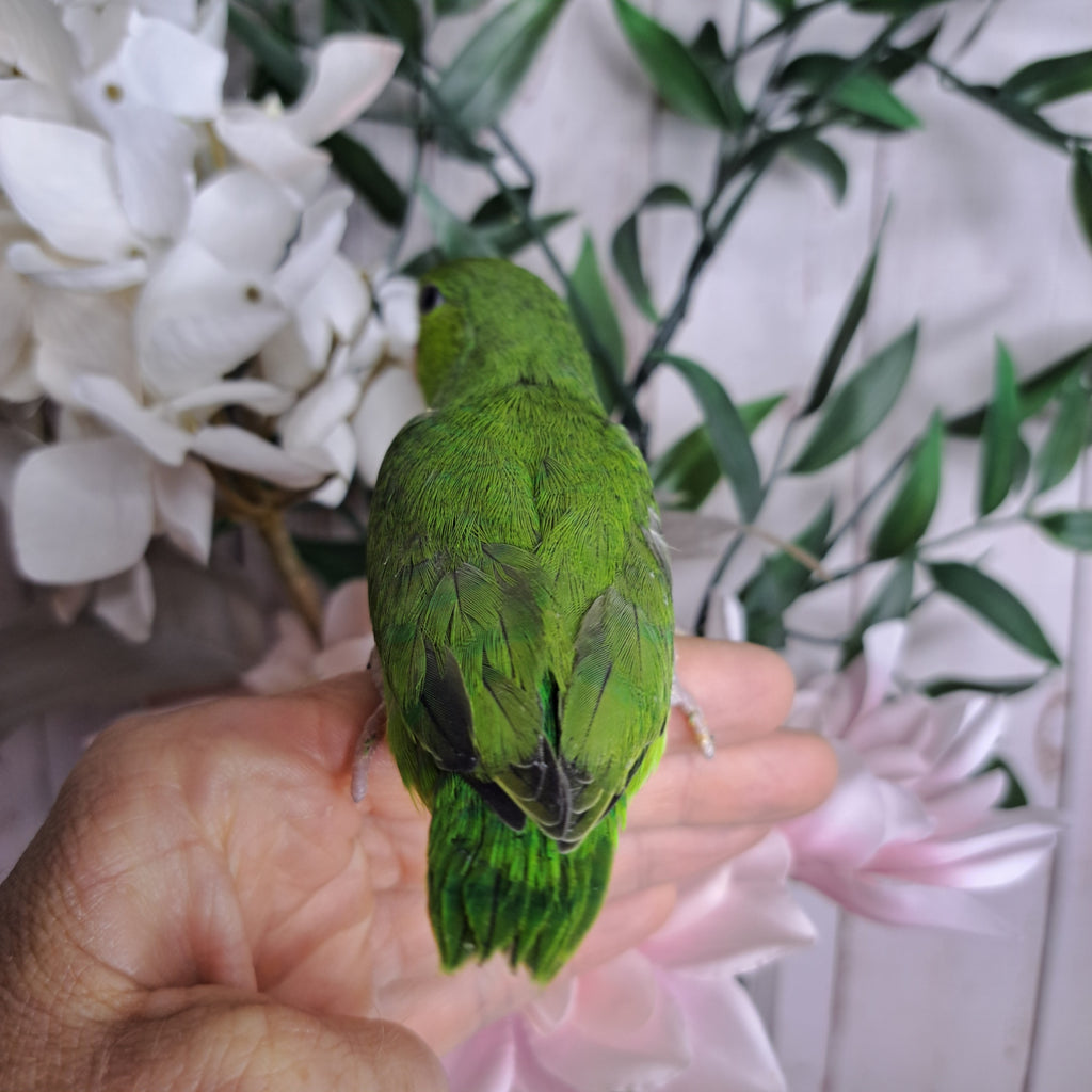 Parrotlet- Ring ID: Q0601