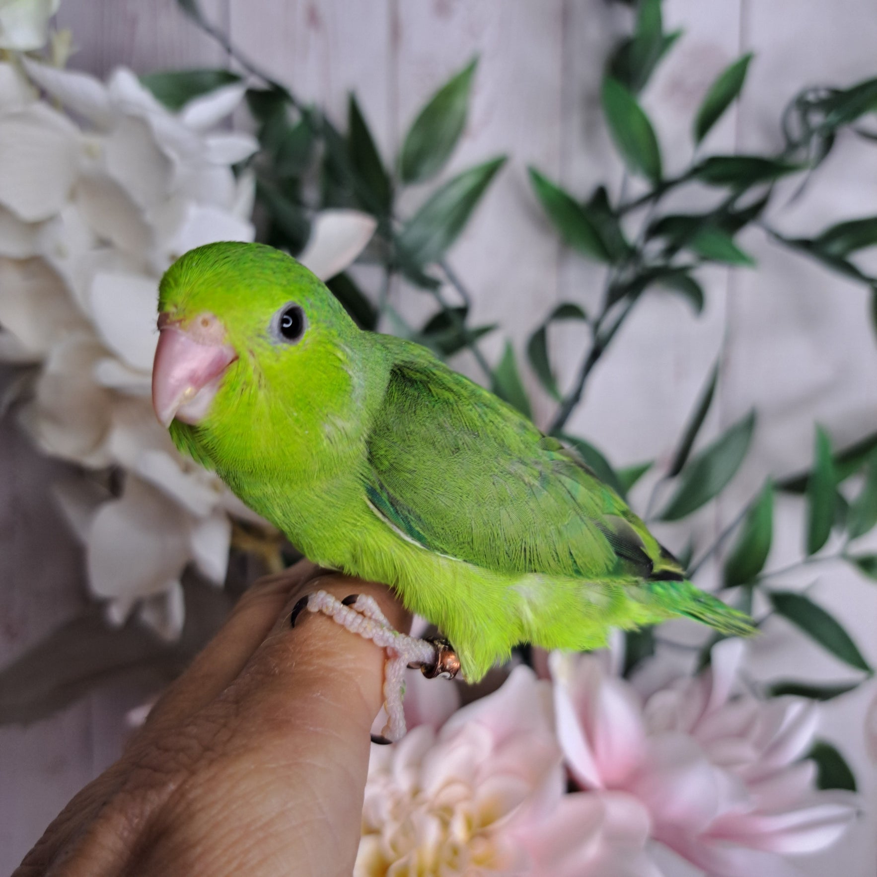 Parrotlet- Ring ID: Q0601