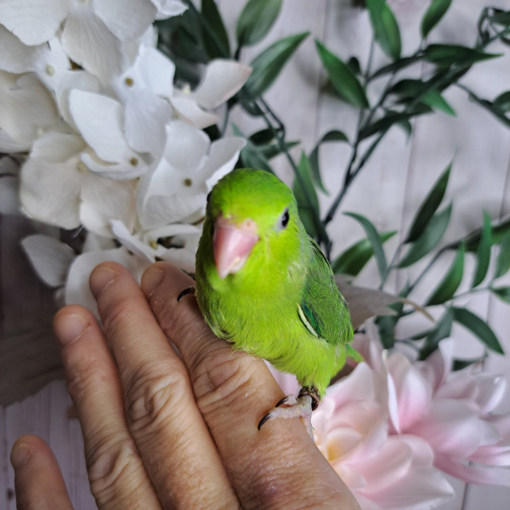 Parrotlet- Ring ID: Q0601