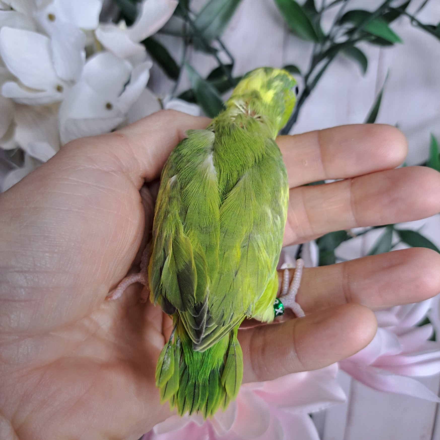 Parrotlet- Ring ID: X8112