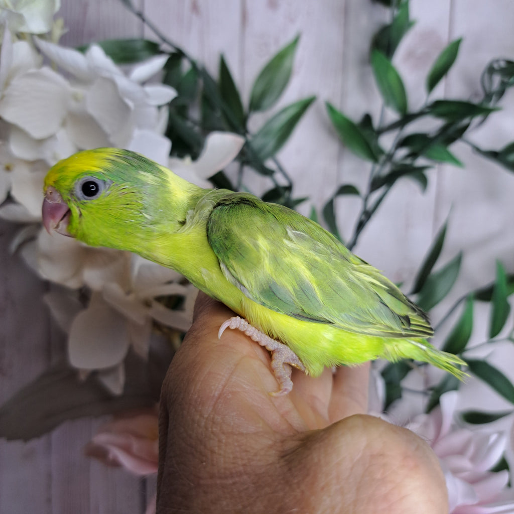 Parrotlet- Ring ID: X8112