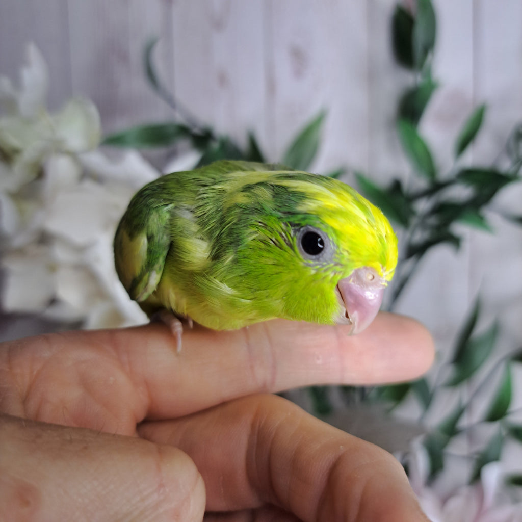 Parrotlet- Ring ID: X8112