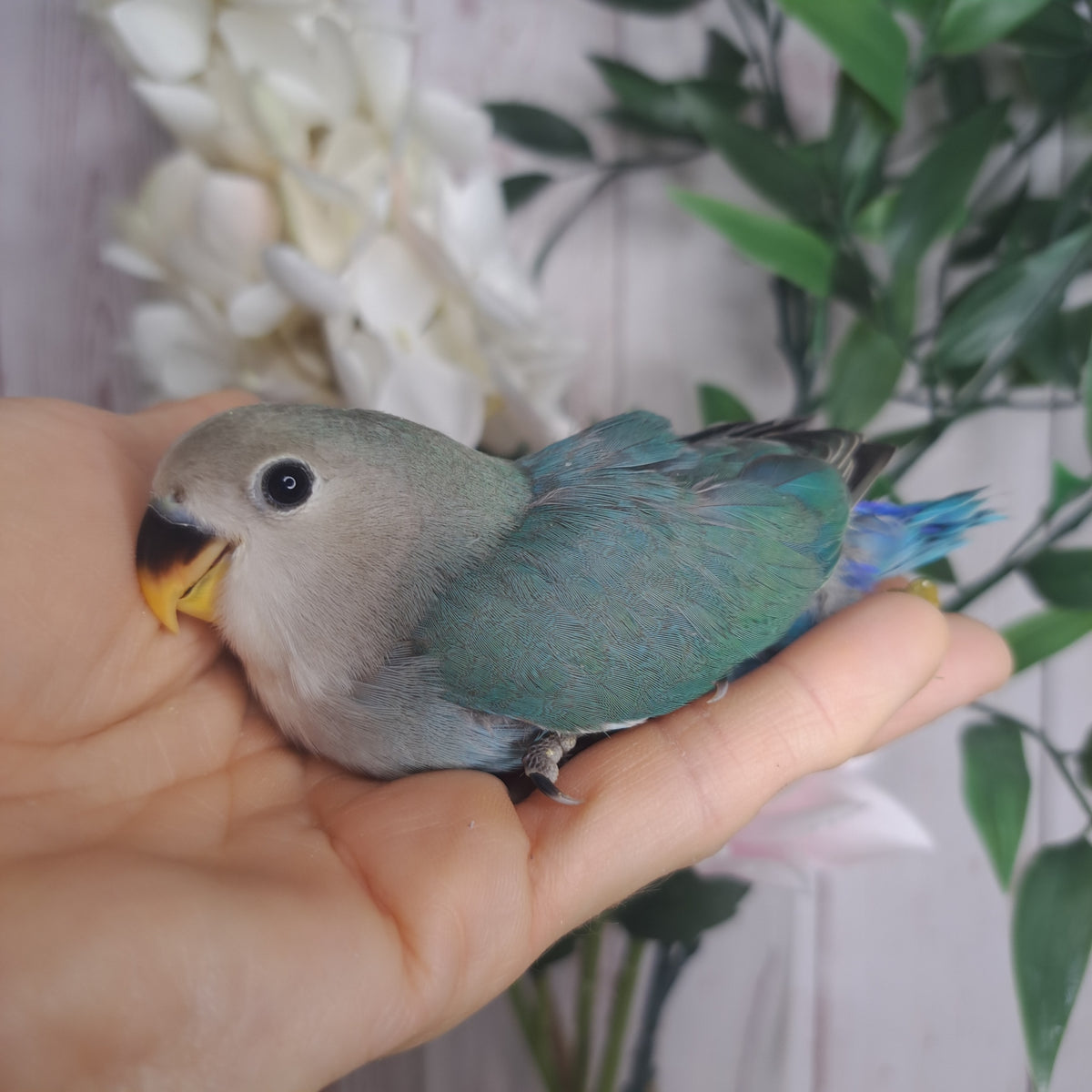 Lovebird- Ring ID: NZ1187
