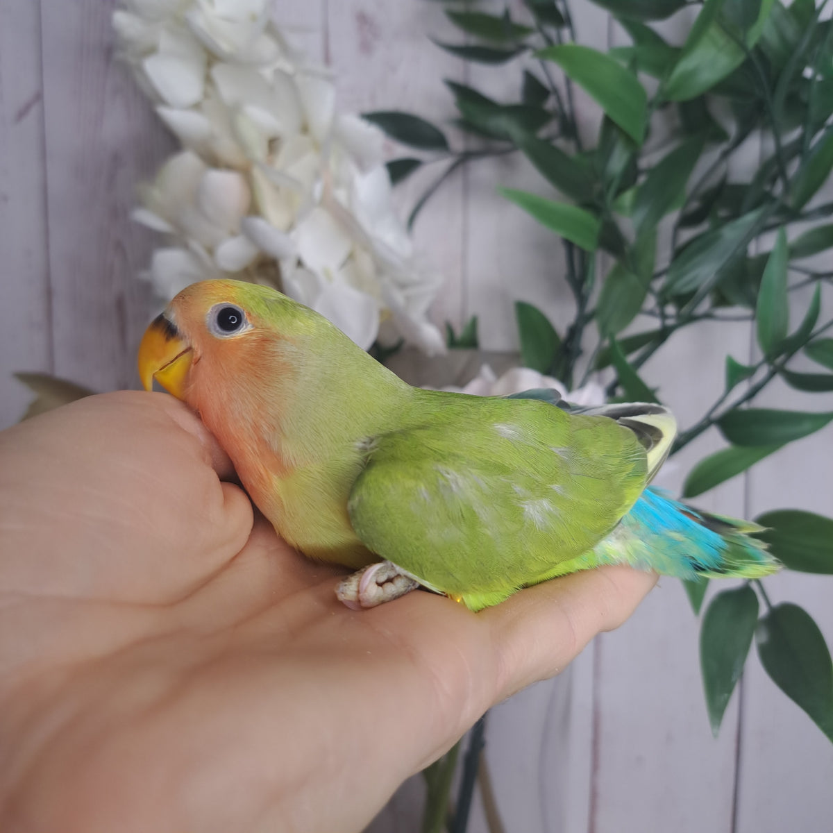 Lovebird- Ring ID: C312