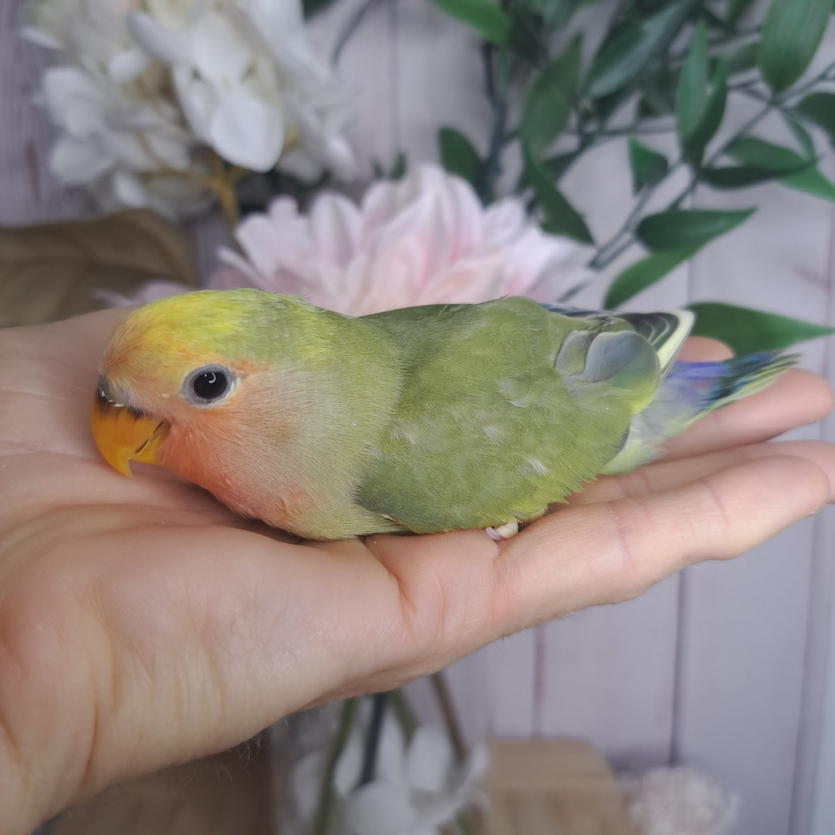 Lovebird- Ring ID: D085