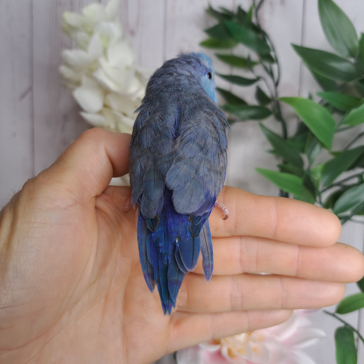 Parrotlet- Ring ID: X7807