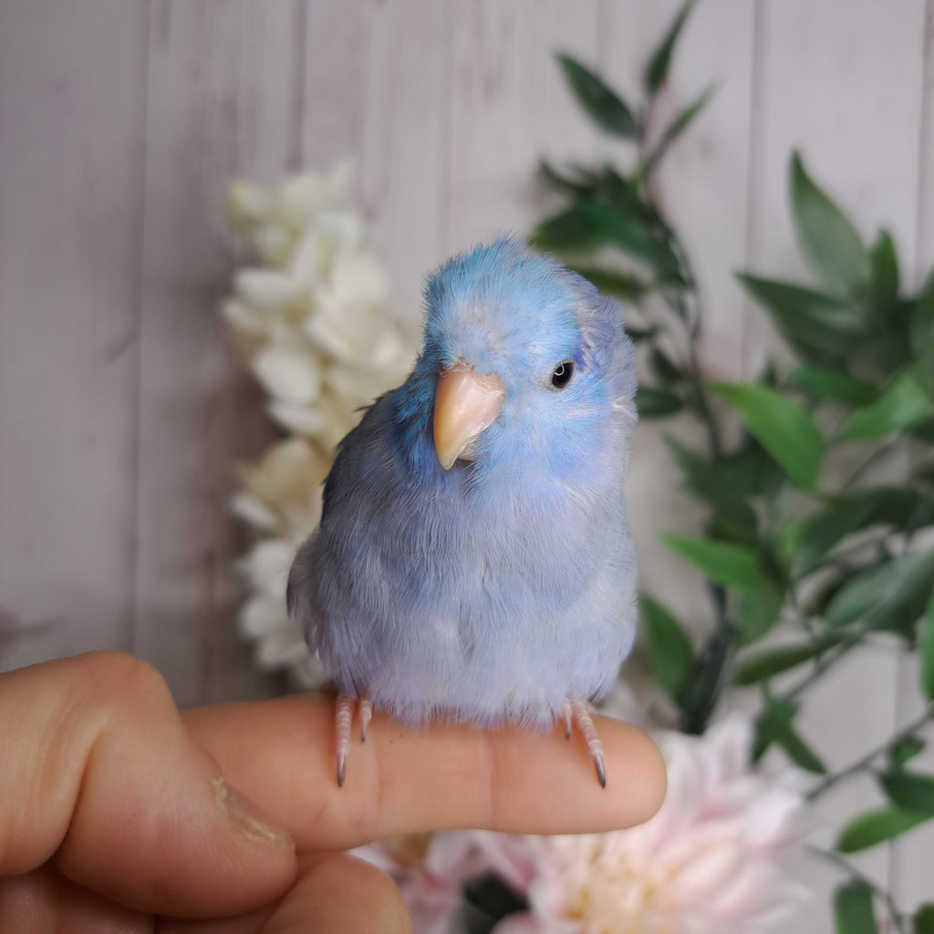 Parrotlet- Ring ID: X7807