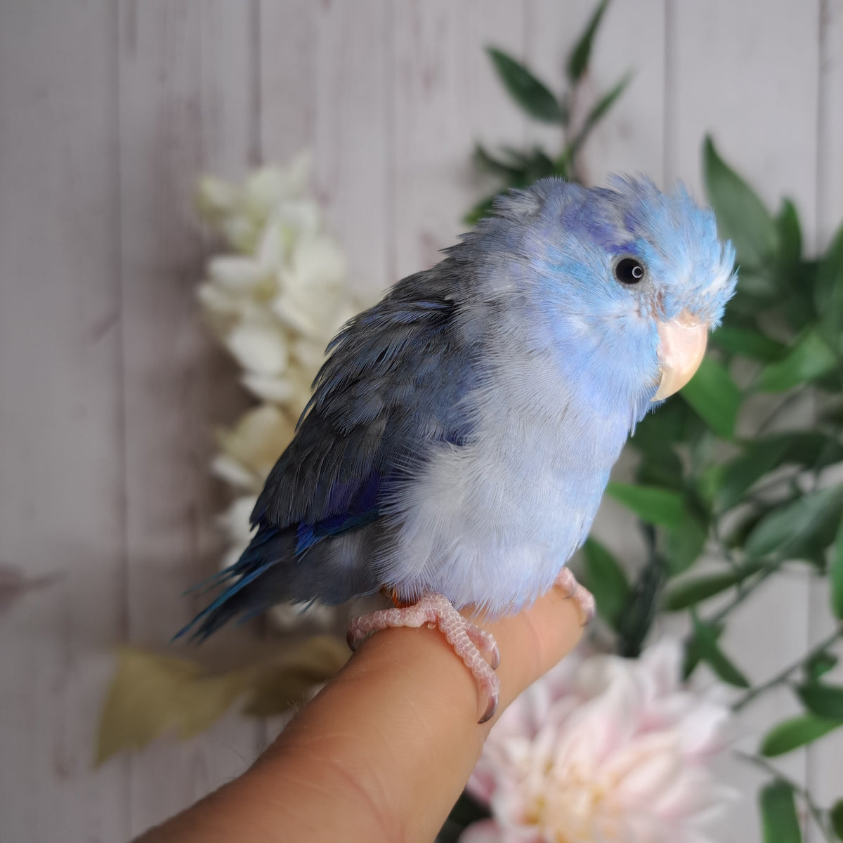 Parrotlet- Ring ID: X7807