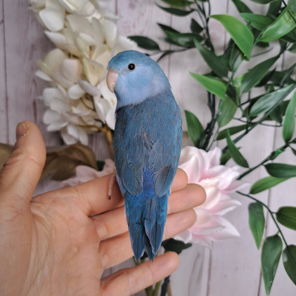 Parrotlet- Ring ID: 28826
