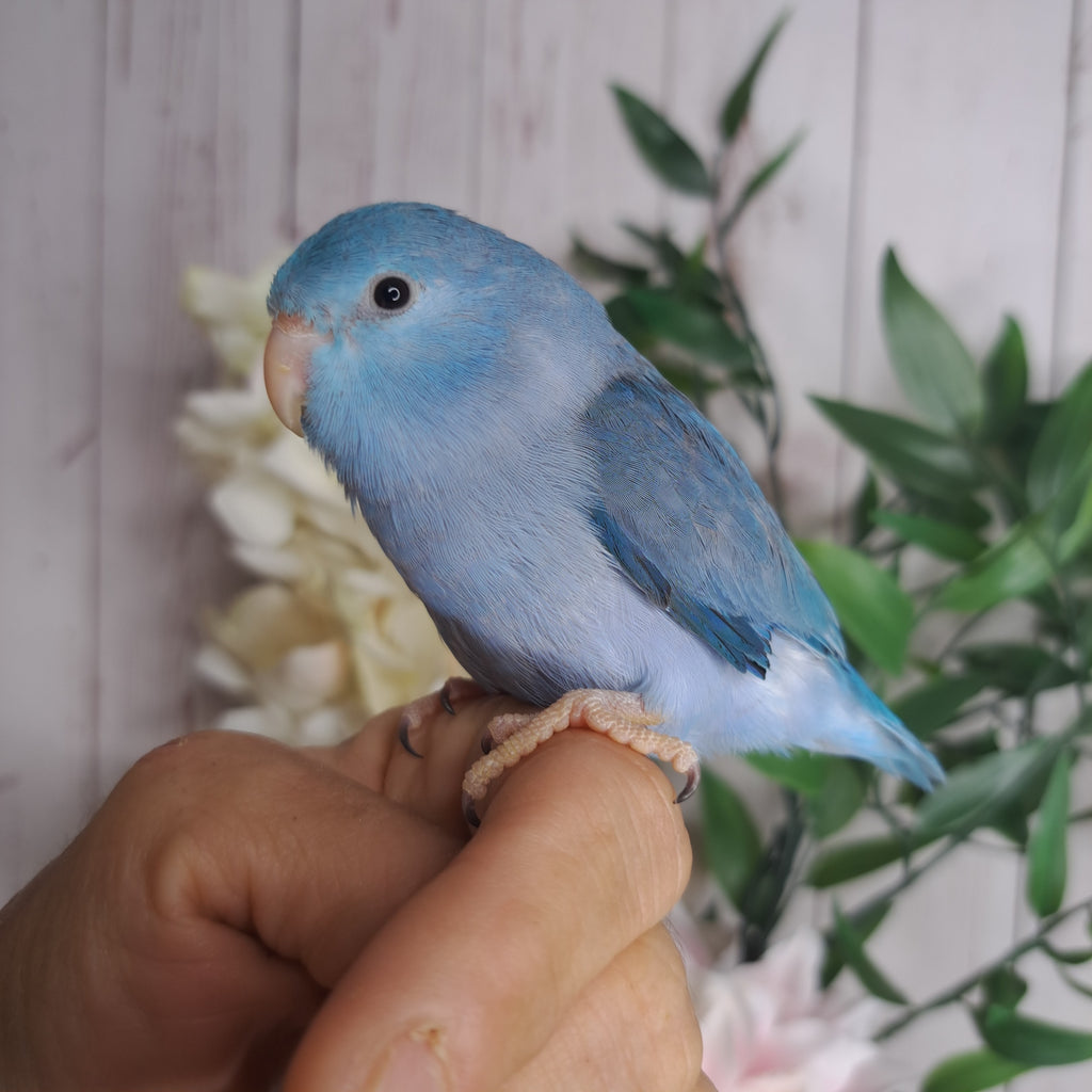 Parrotlet- Ring ID: 28826