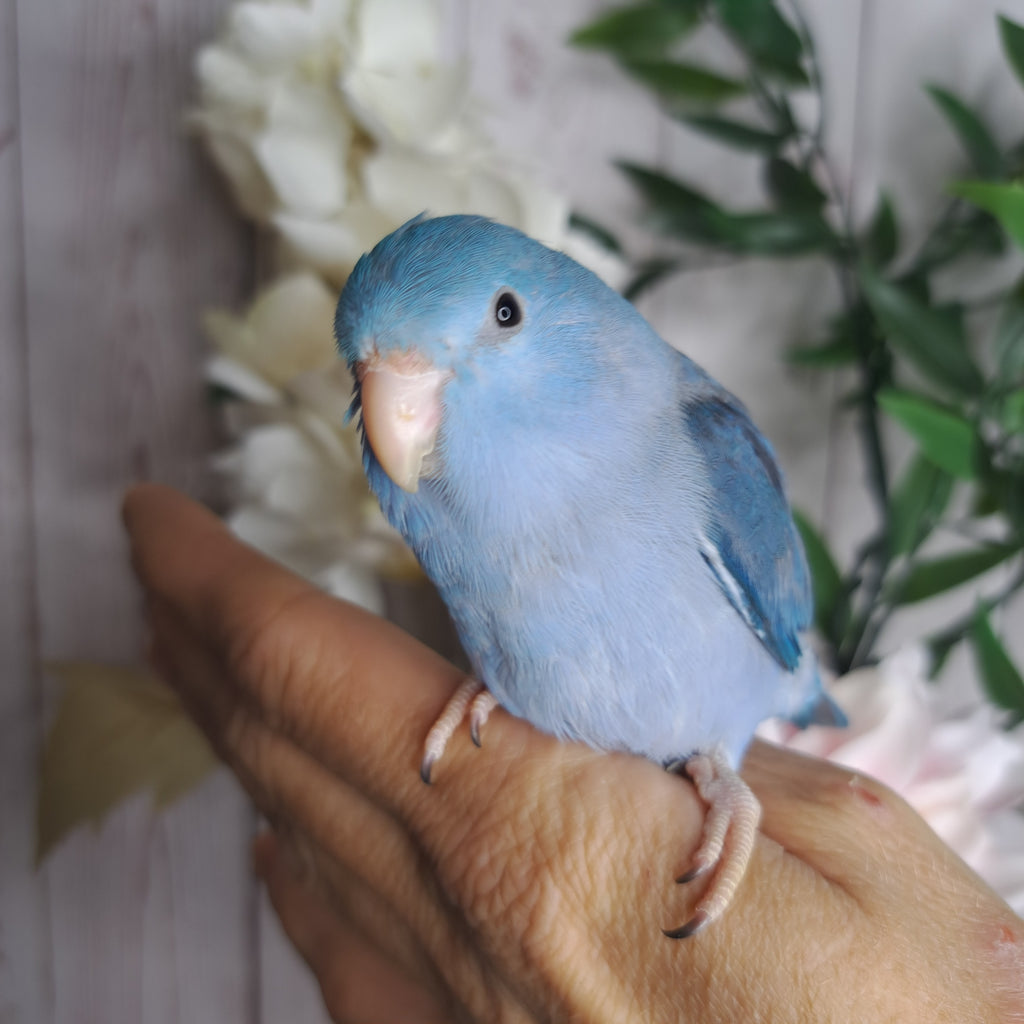 Parrotlet- Ring ID: 28826