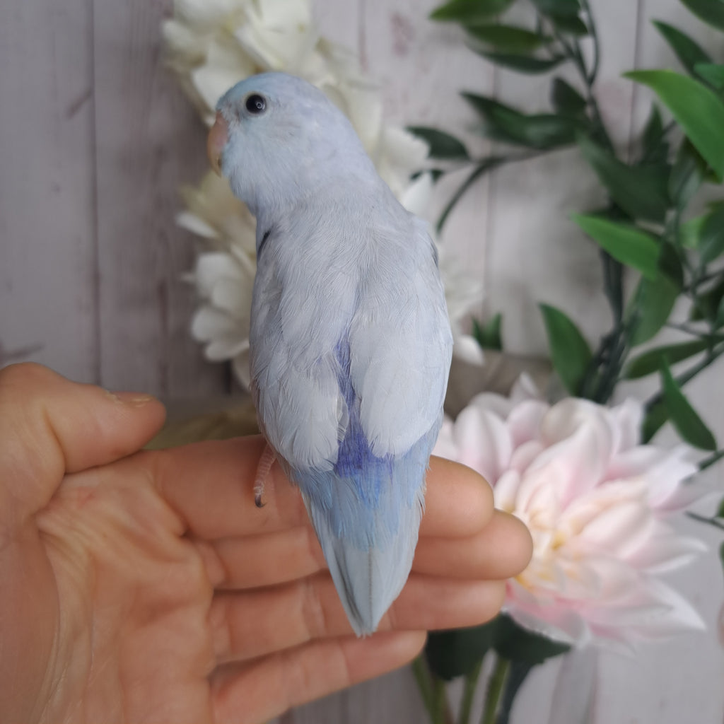 Parrotlet- Ring ID: A2597