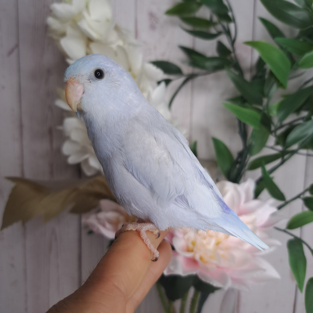 Parrotlet- Ring ID: A2597