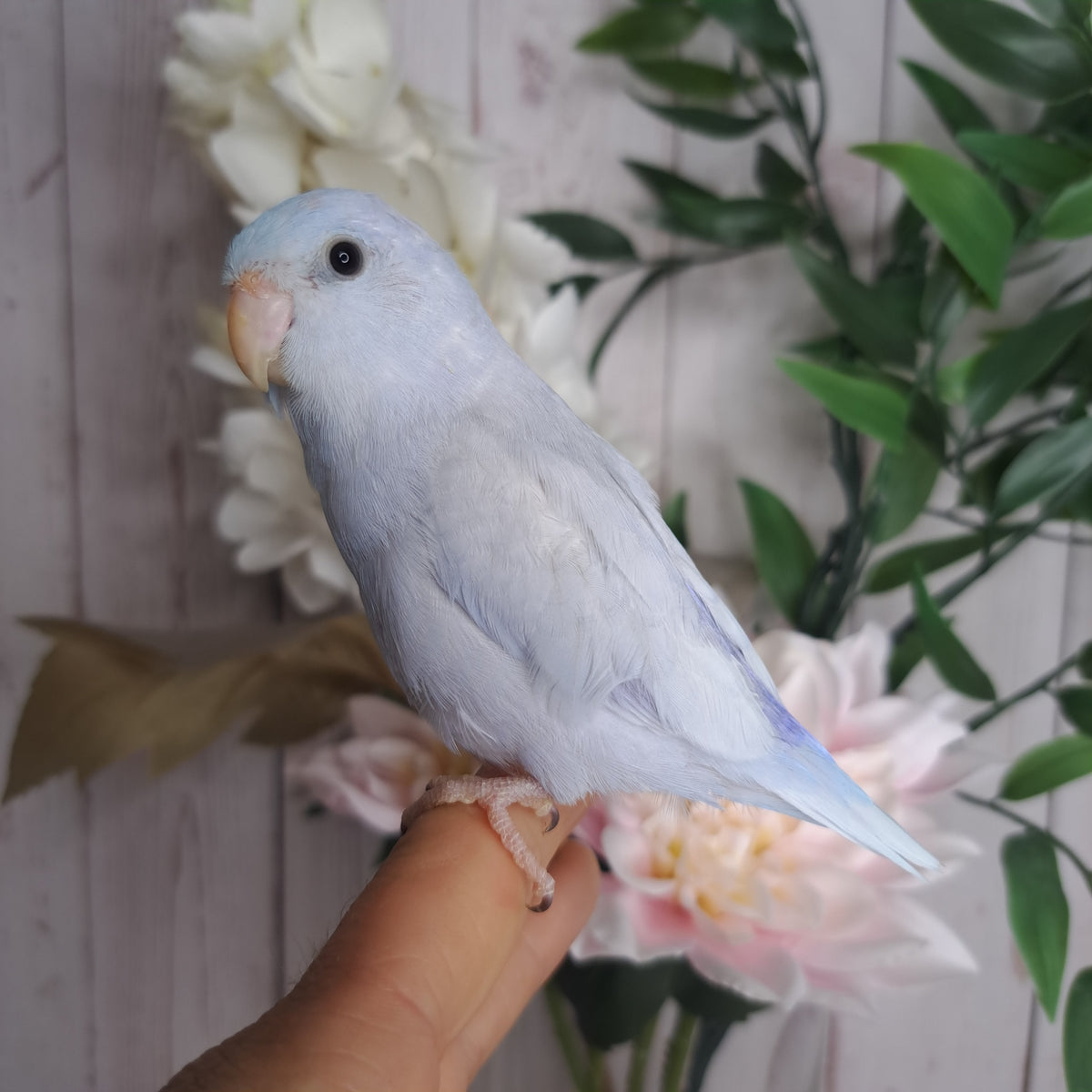 Parrotlet- Ring ID: A2597