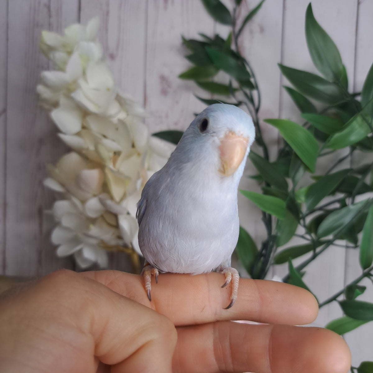 Parrotlet- Ring ID: A2597