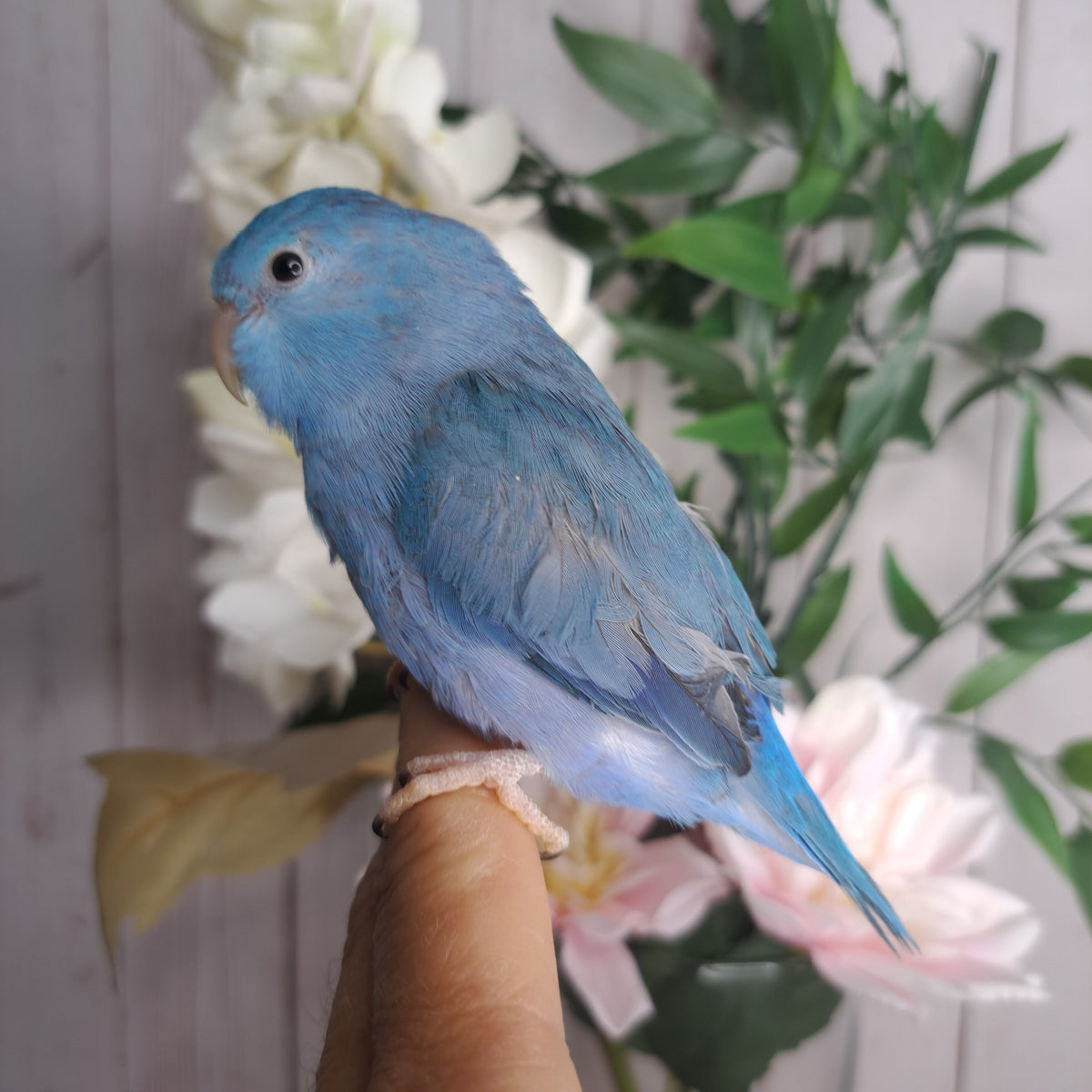Parrotlet- Ring ID: Z4328