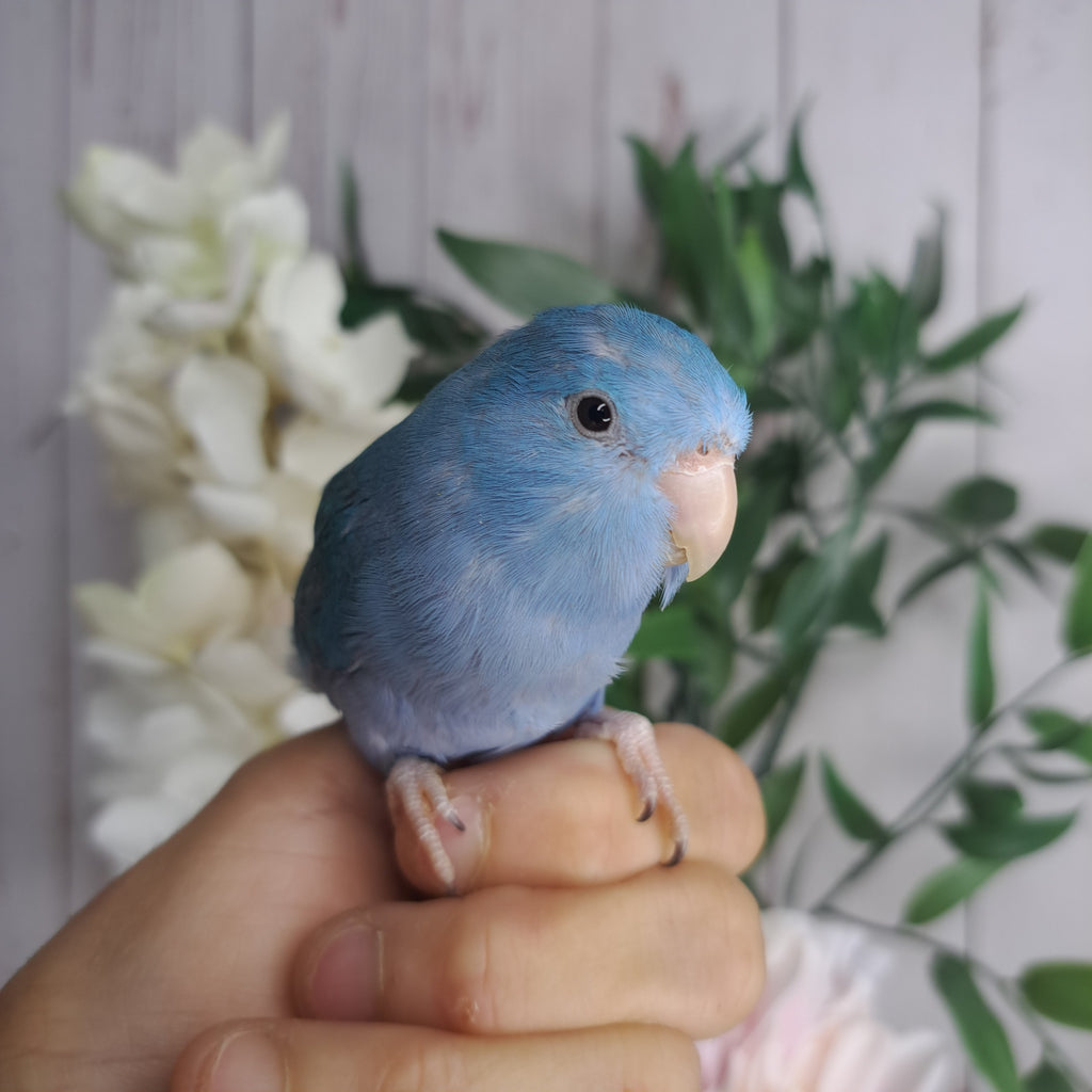 Parrotlet- Ring ID: Z4328