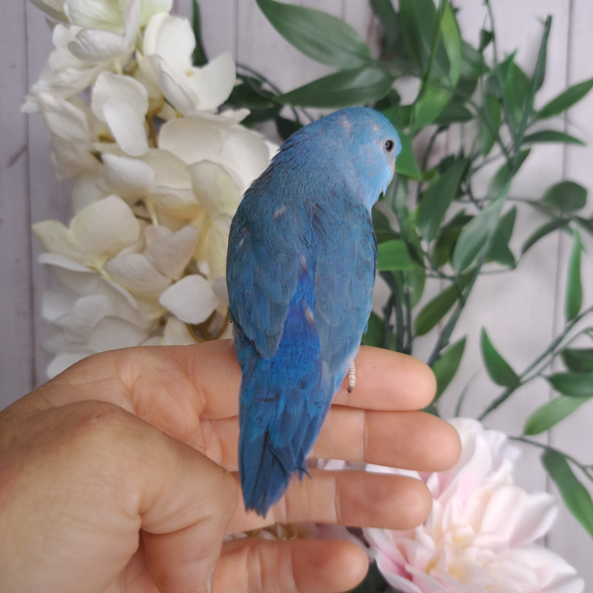 Parrotlet- Ring ID: Z4328