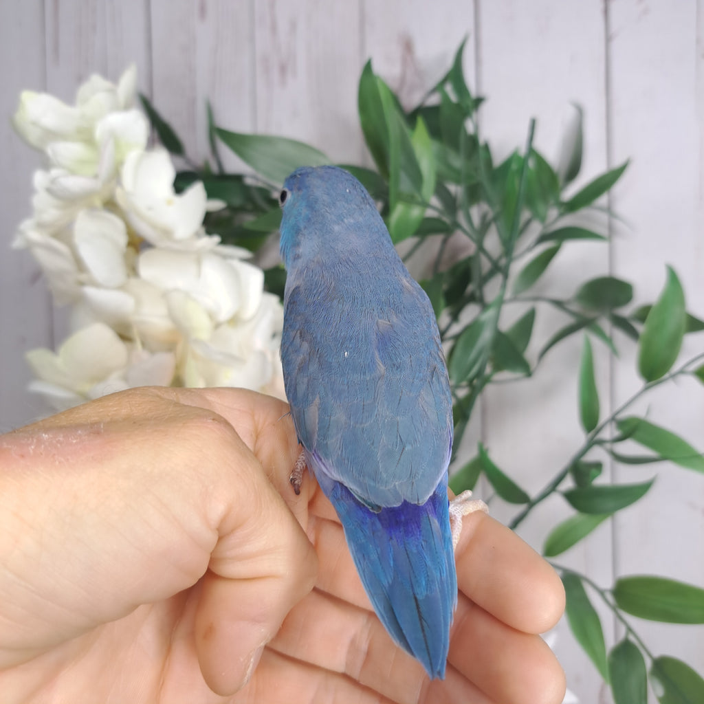 Parrotlet- Ring ID: E5890