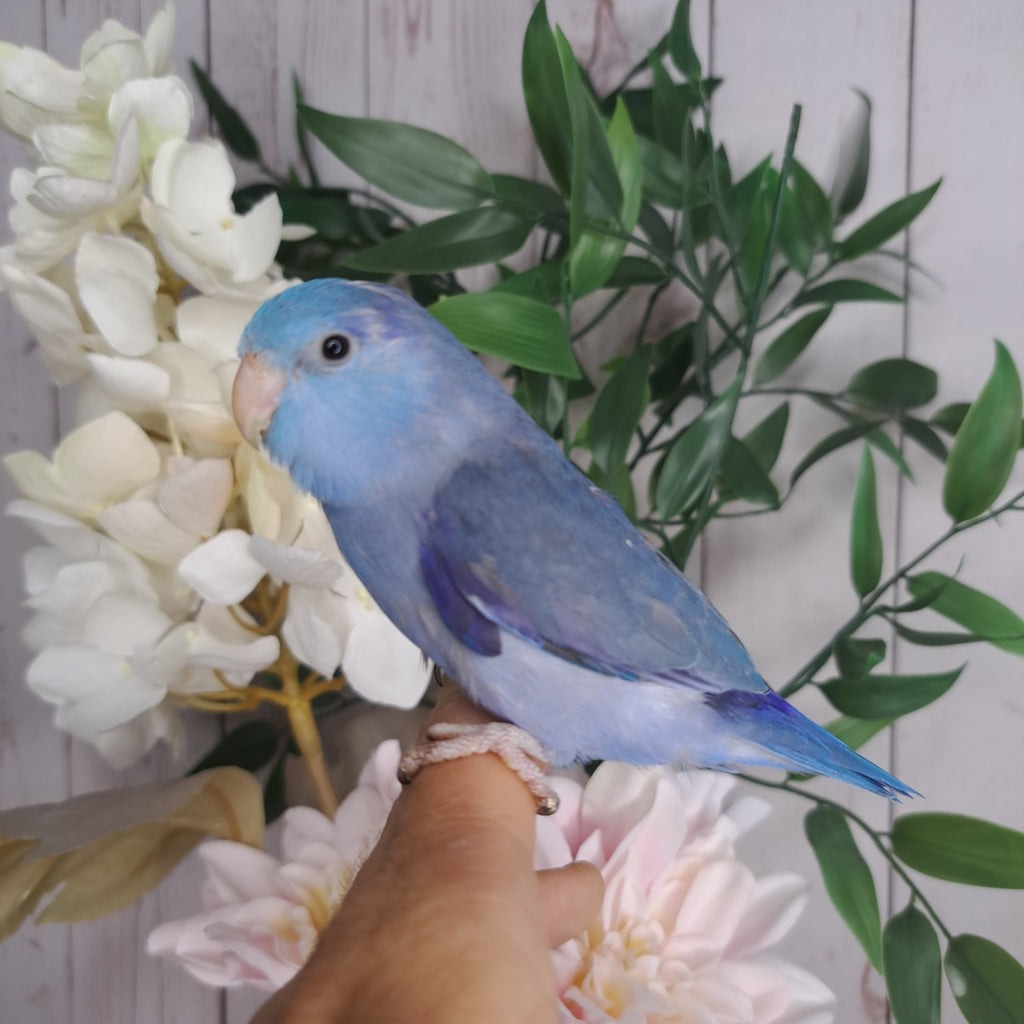 Parrotlet- Ring ID: E5890