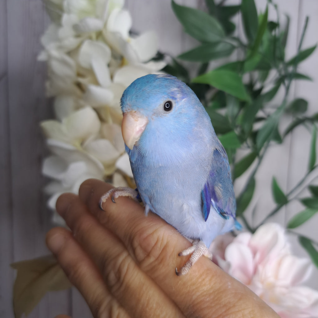 Parrotlet- Ring ID: E5890