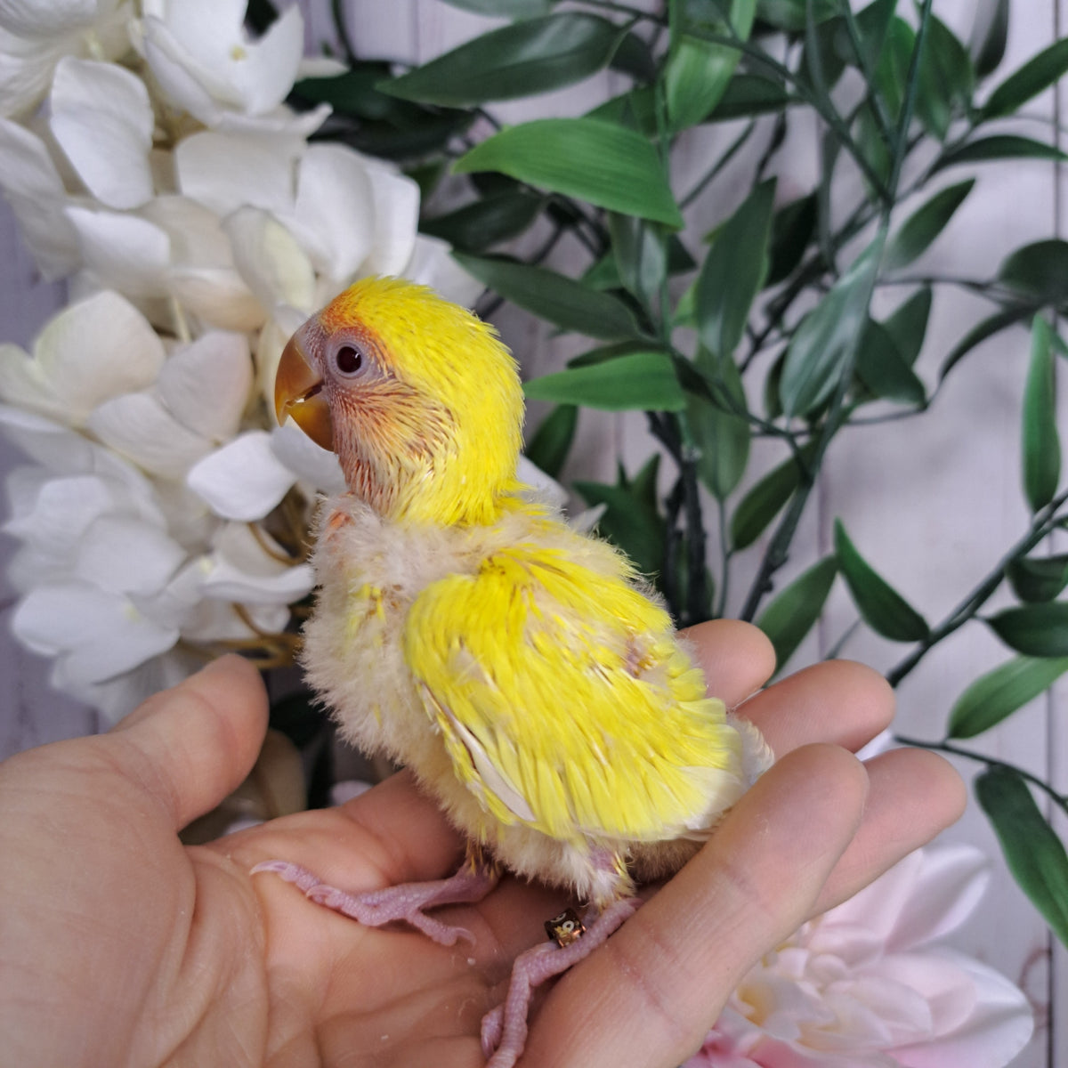Lovebird- Ring ID: H9913