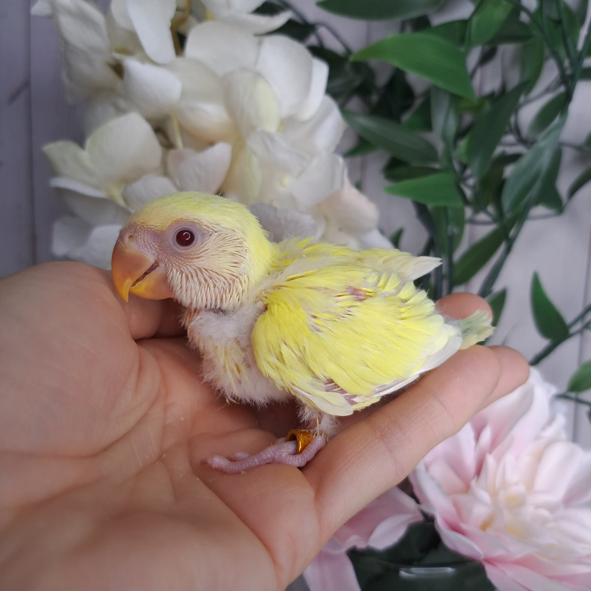 Lovebird- Ring ID: M9970