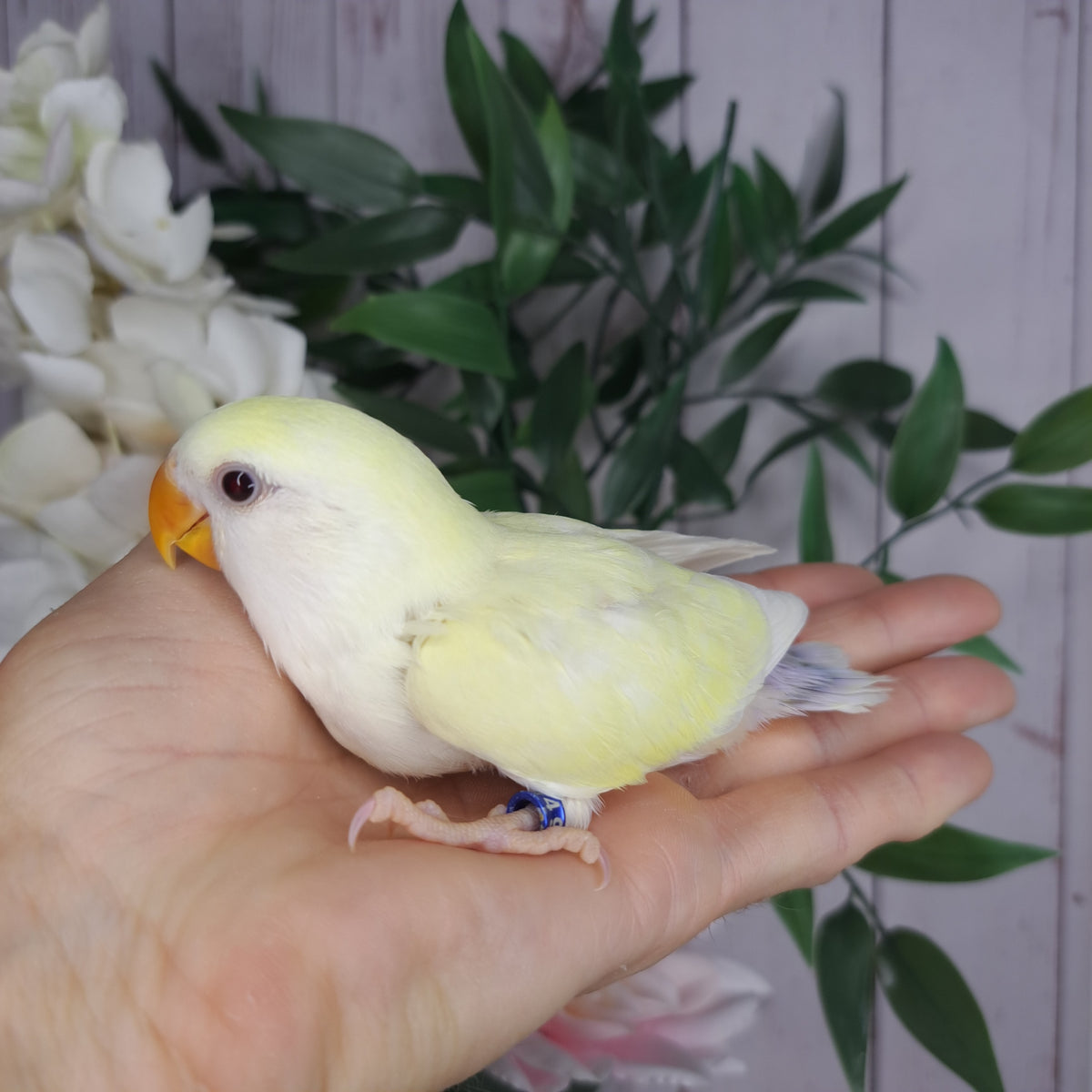 Lovebird- Ring ID: Z3149