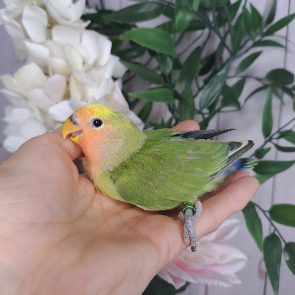 Lovebird- Ring ID: V1218