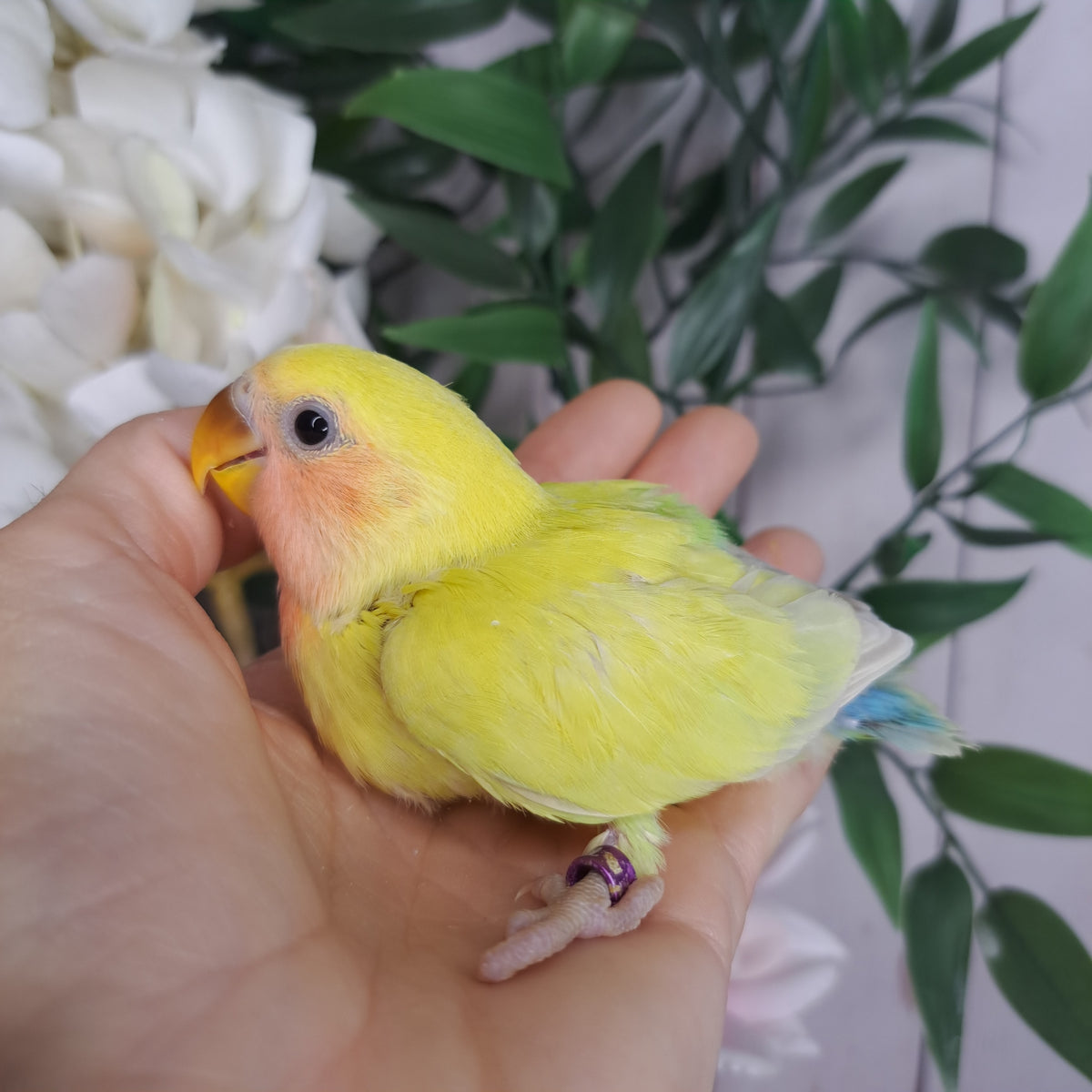 Lovebird- Ring ID: N9661
