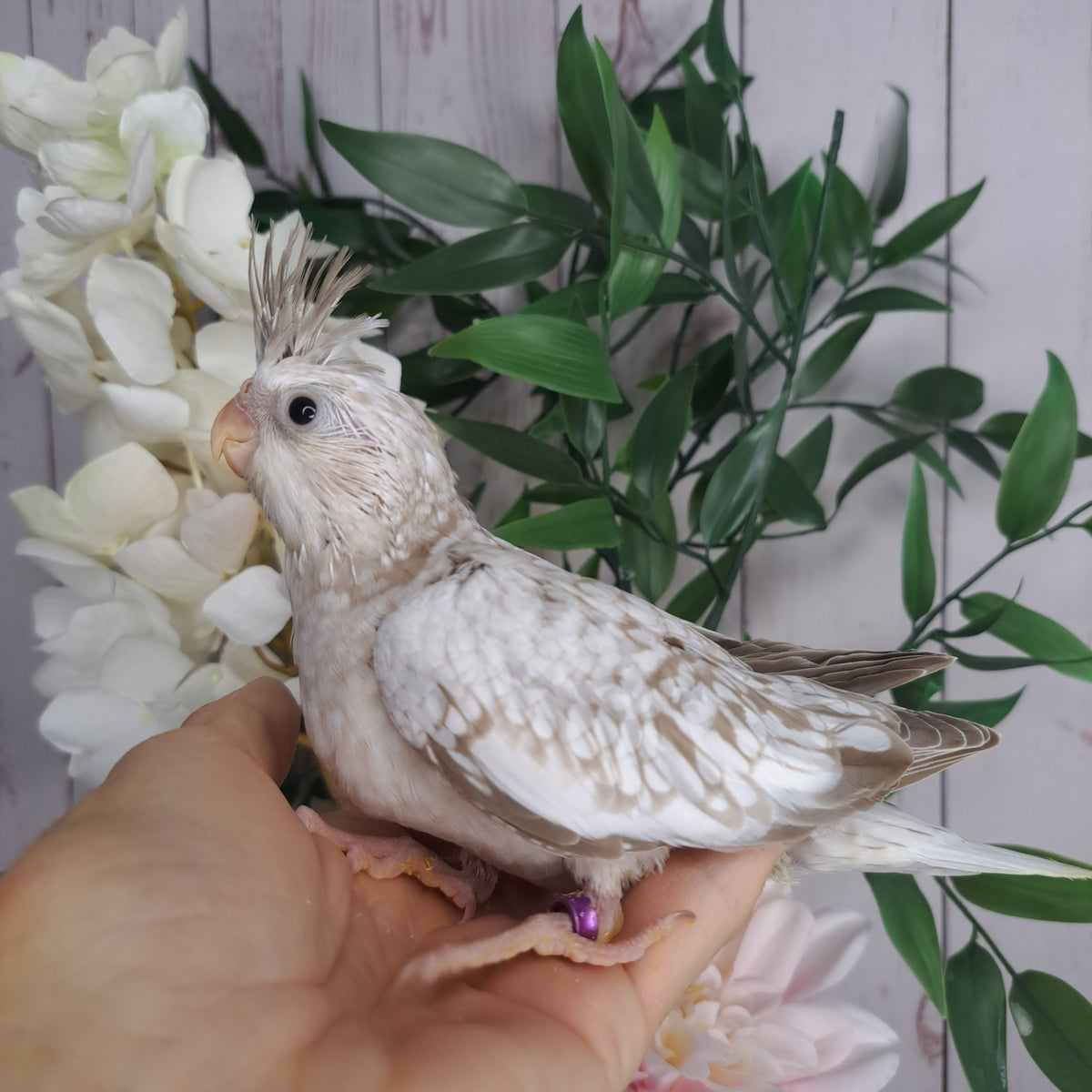 Cockatiel- Ring ID: A179