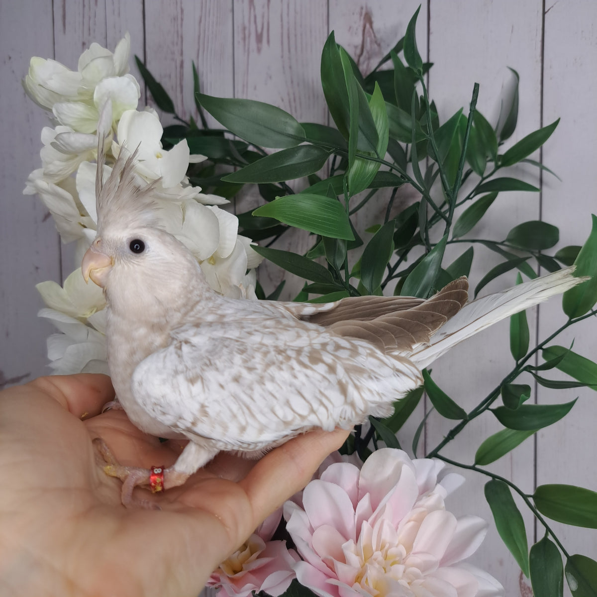 Cockatiel- Ring ID: X8948- DEPOSIT TAKEN