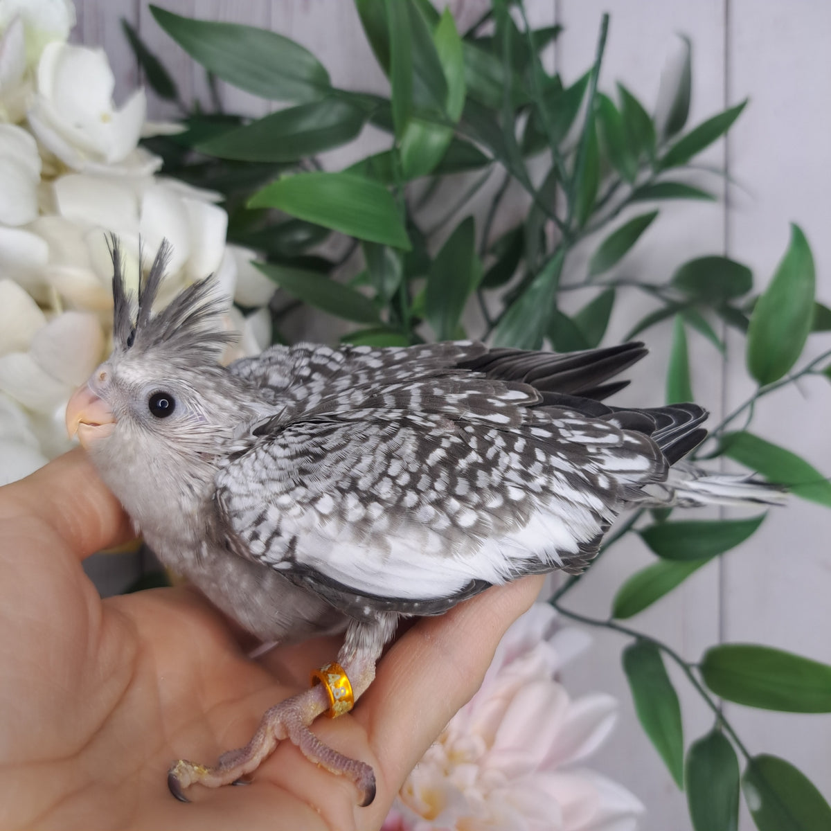 Cockatiel- Ring ID: A481