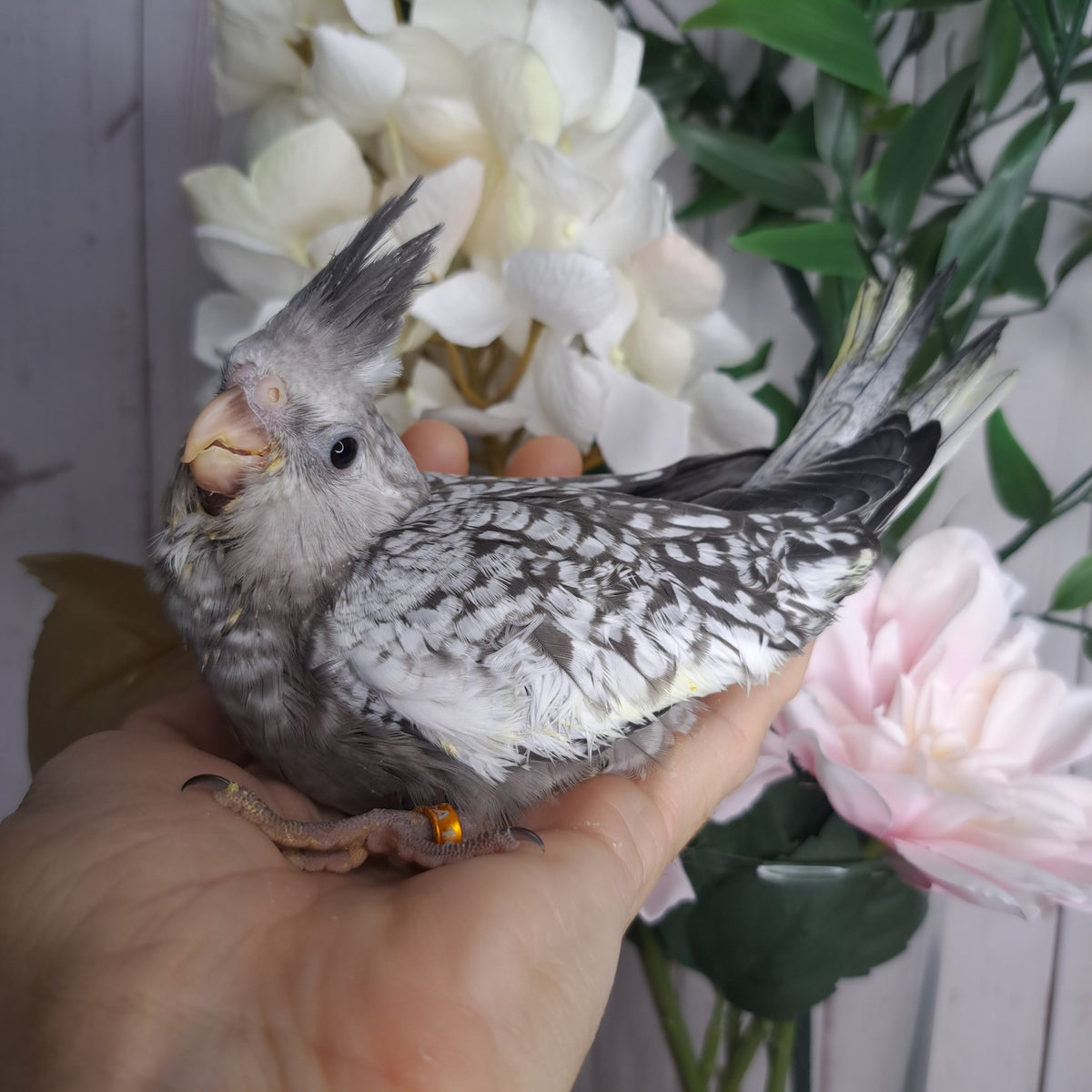 Cockatiel- Ring ID: A1036