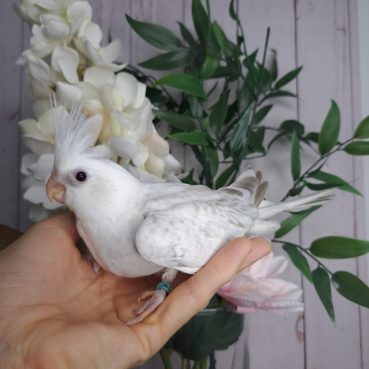 Cockatiel- Ring ID: T7573
