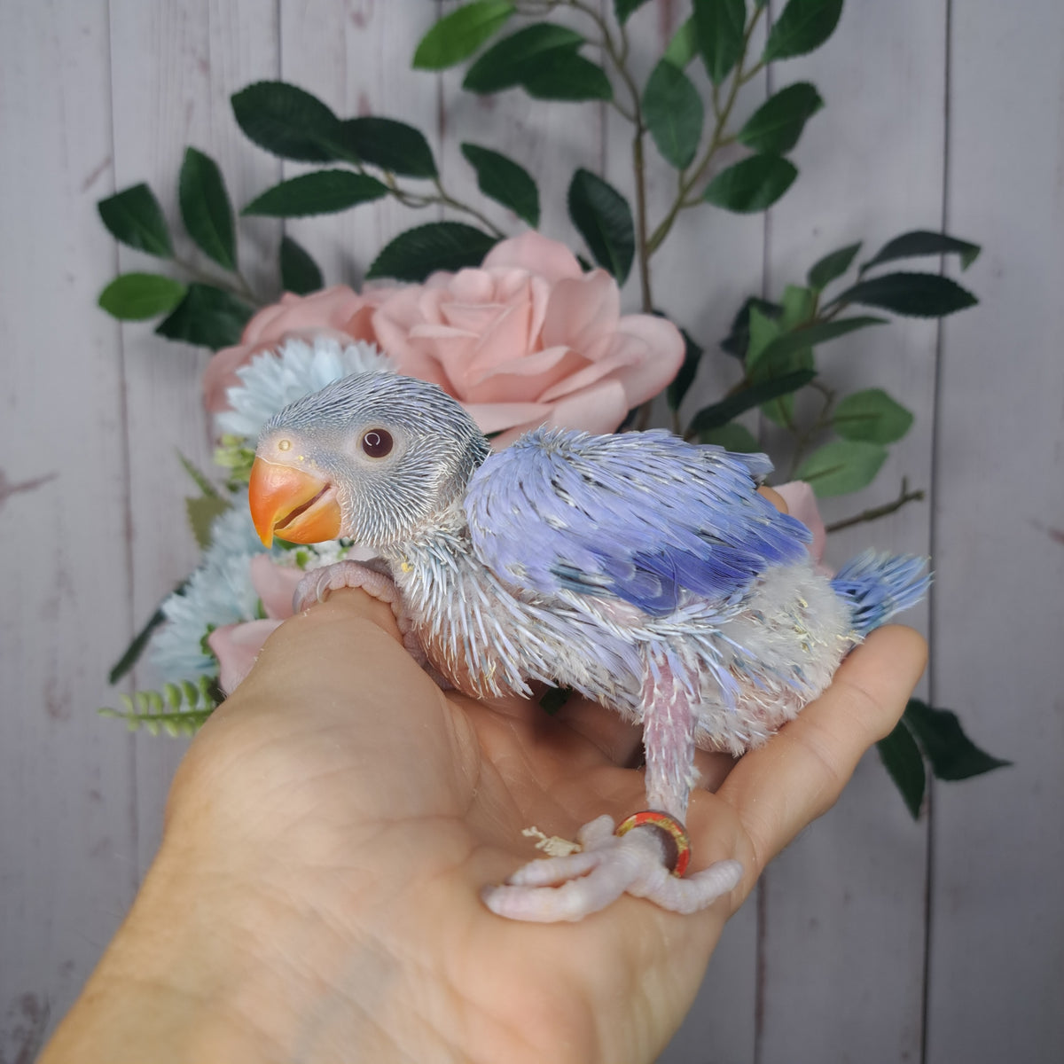 Cockatiel- Ring ID: 8 SX 609