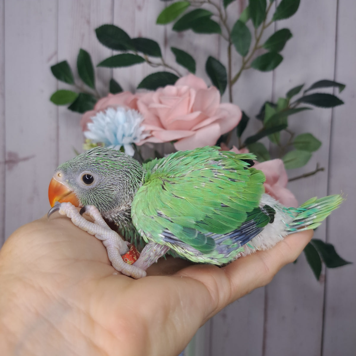 Cockatiel- Ring ID: 8 SX 607