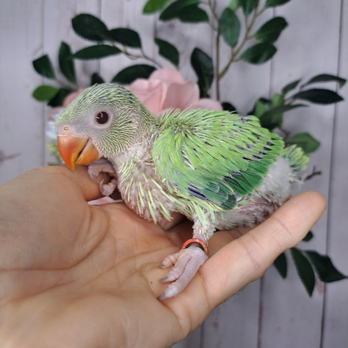 Cockatiel- Ring ID: 8 SX 608