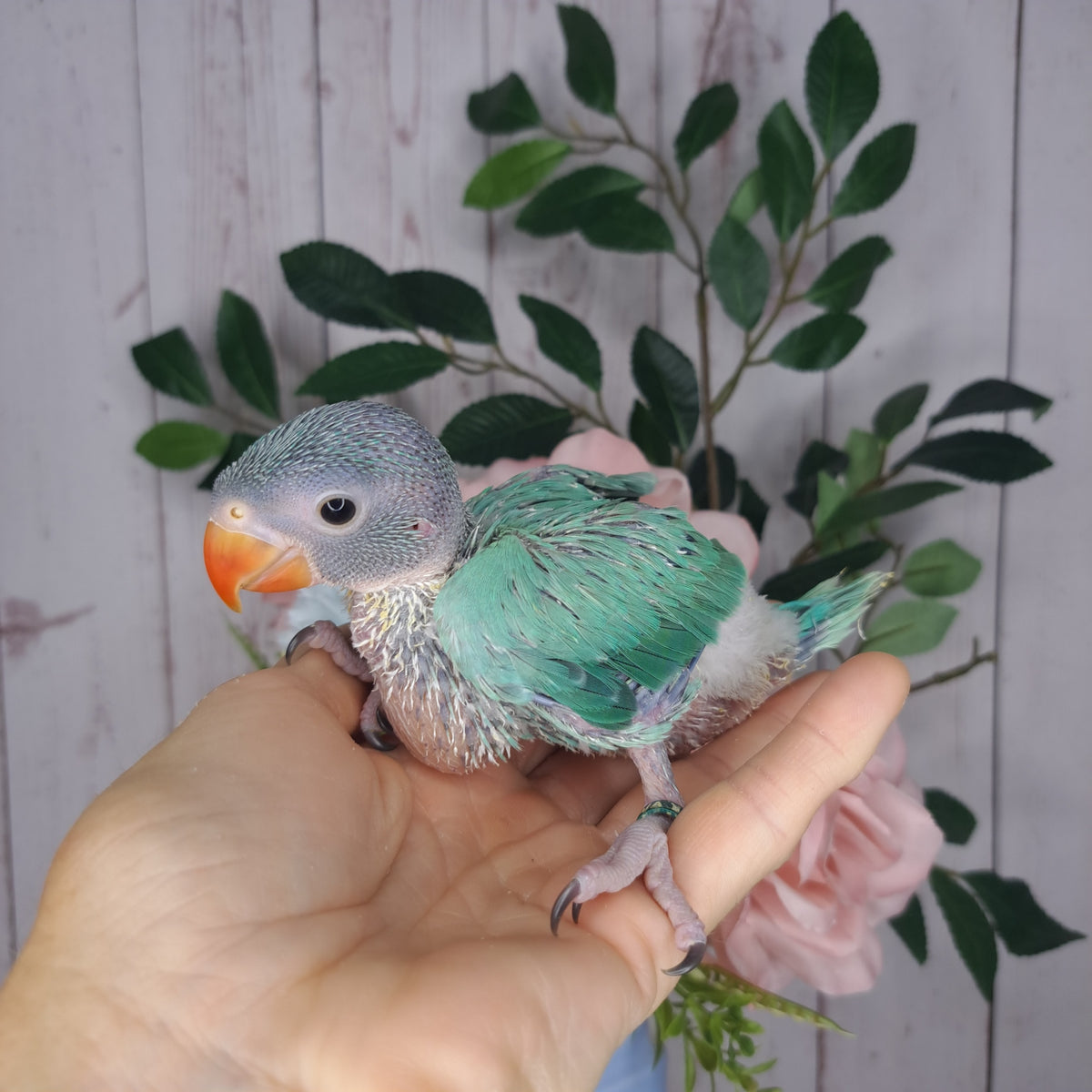 Cockatiel- Ring ID: 24 TVA