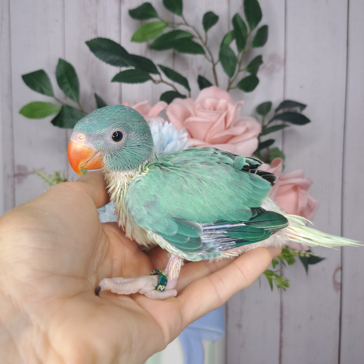 Cockatiel- Ring ID: 23 TVA
