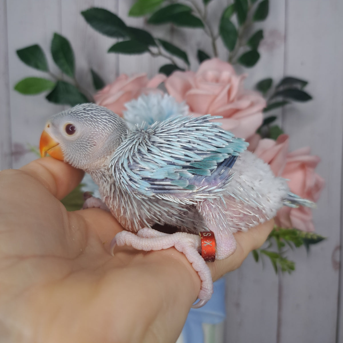 Cockatiel- Ring ID: 8 SX 610