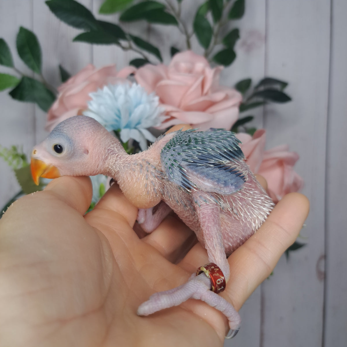 Cockatiel- Ring ID: 8 SX 611