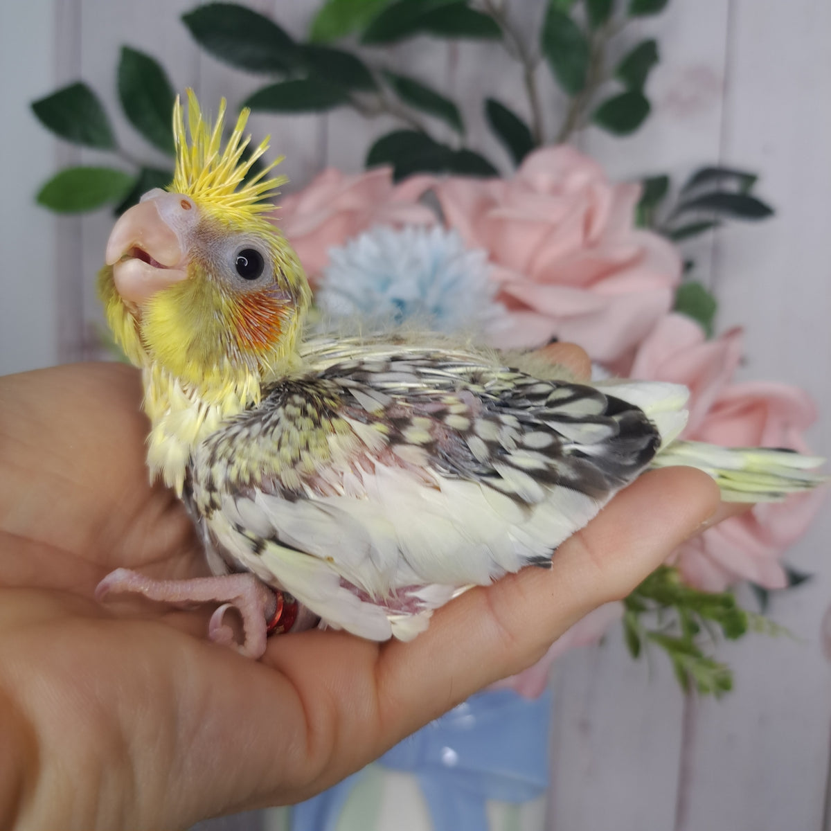 Cockatiel- Ring ID: T3848