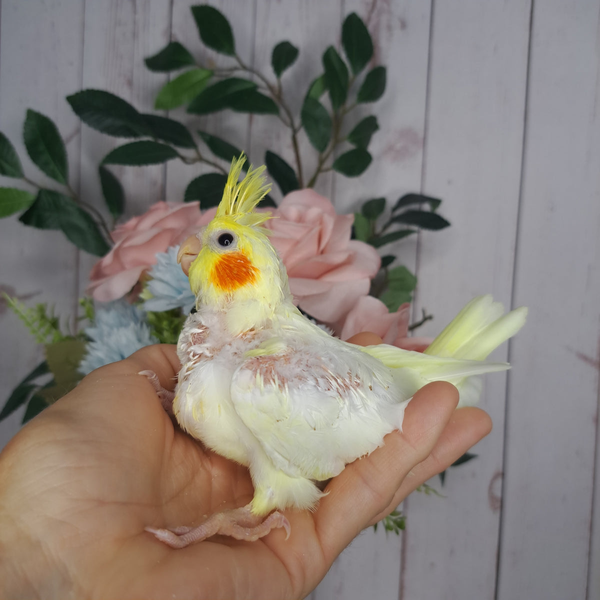 Cockatiel- Ring ID: X3847