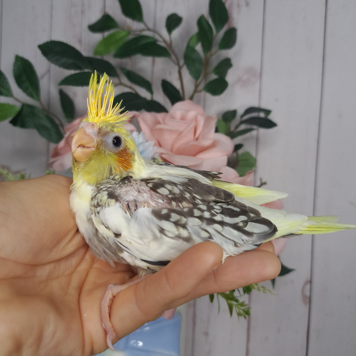 Cockatiel- Ring ID: X8081