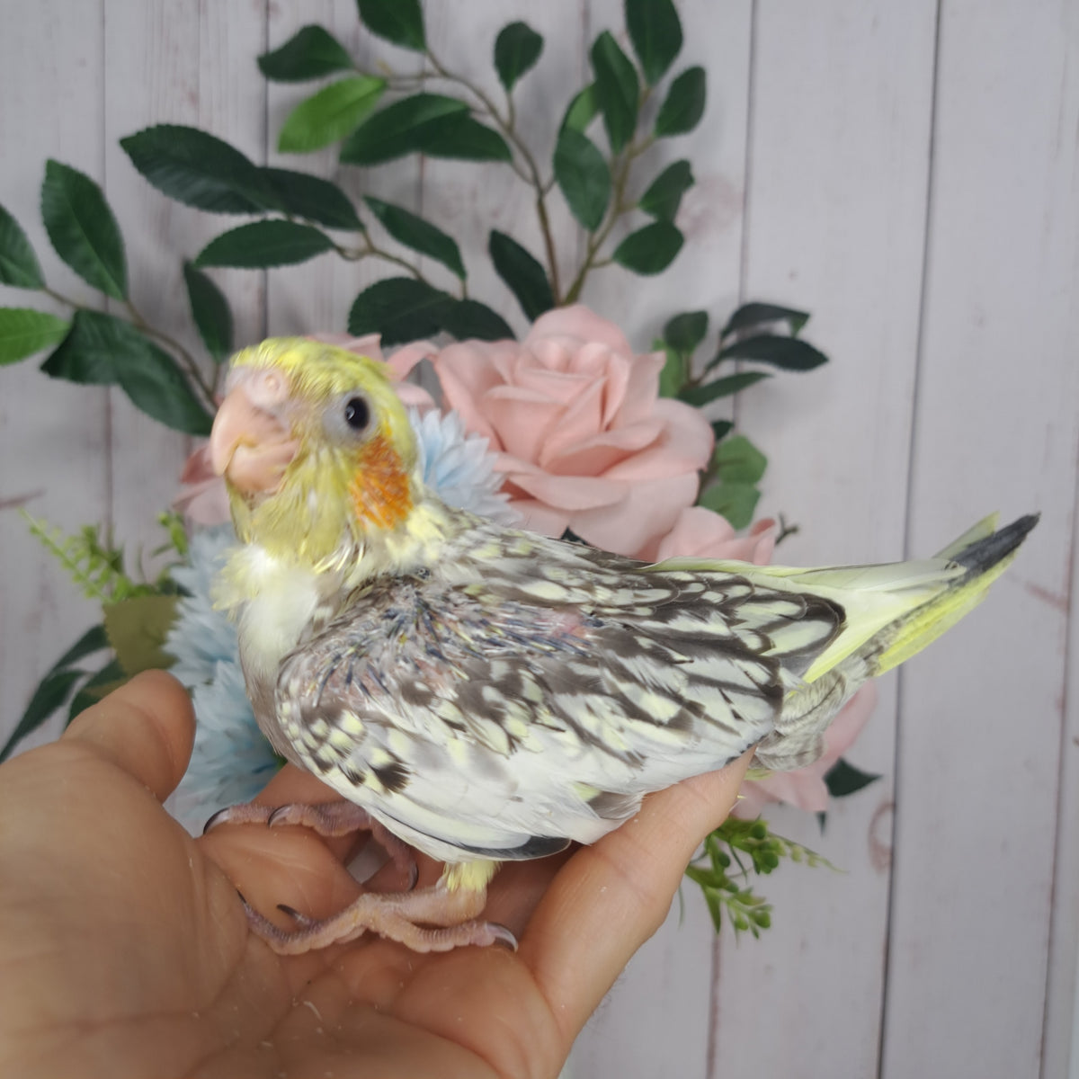 Cockatiel- Ring ID: Z2307