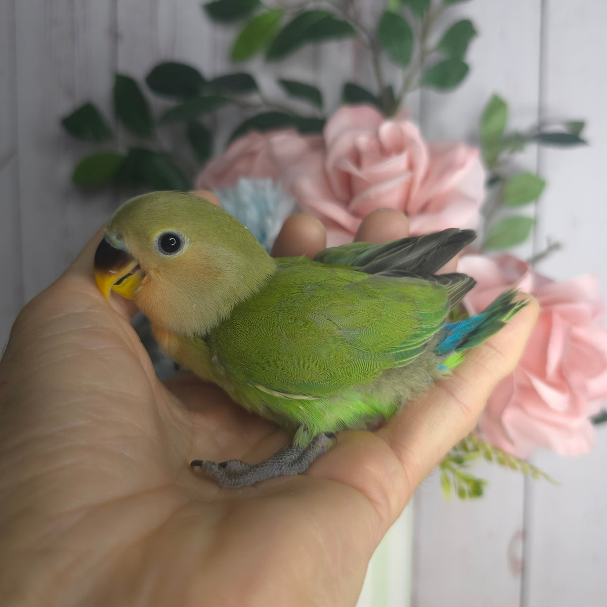 Lovebird- Ring ID: U3248- DEPOSIT TAKEN